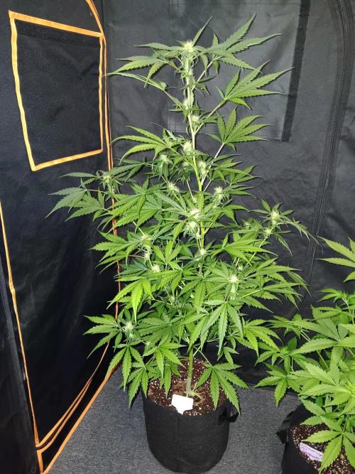 JVK Grow Royal Kush2. Week 6