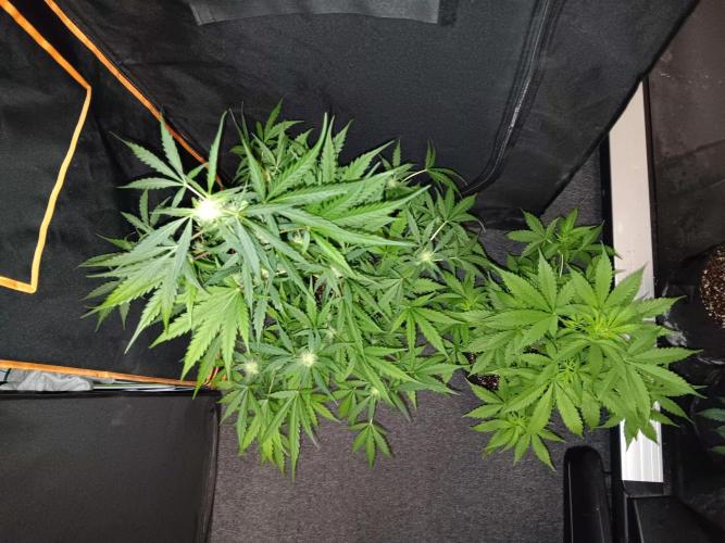 JVK Grow Royal Kush2. Week 6