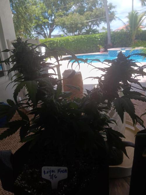 JVK  KUSH Auto 1. Week 11