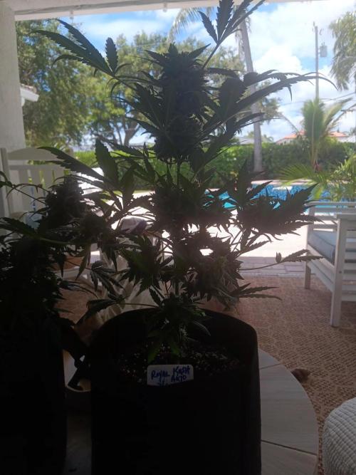 JVK  KUSH Auto 1. Week 11