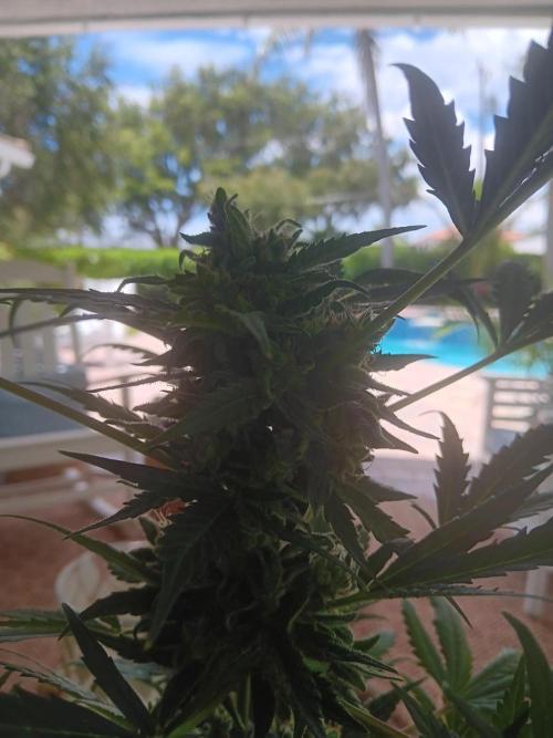 JVK  KUSH Auto 1. Week 11