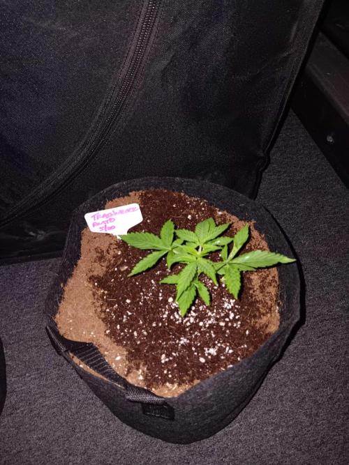 JVK Trainwreck Auto. Week 2