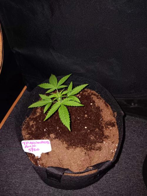 JVK Trainwreck Auto. Week 2
