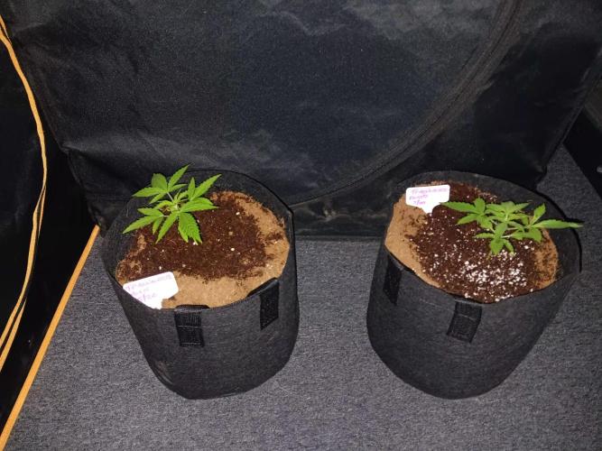 JVK Trainwreck Auto. Week 2
