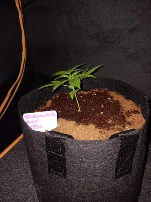 JVK Trainwreck Auto. Week 2