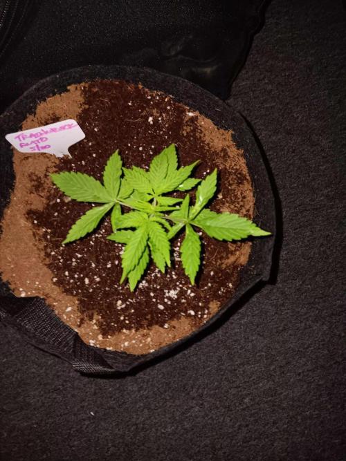 JVK Trainwreck Auto. Week 2