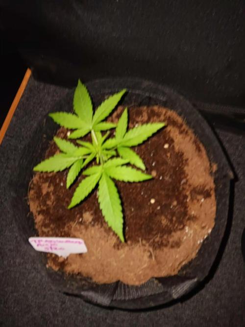 JVK Trainwreck Auto. Week 2