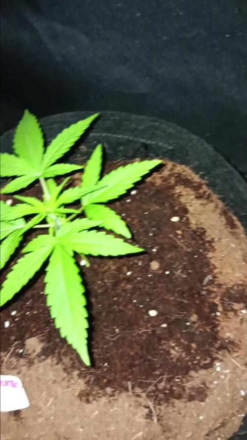 JVK Trainwreck Auto
