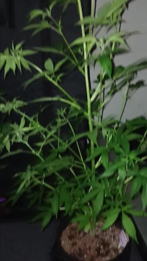 JVK Grow Royal Kush2