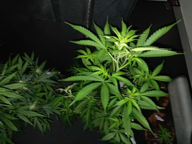 JVK Grow Royal Kush2. Week 7