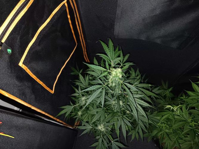 JVK Grow Royal Kush2. Week 7