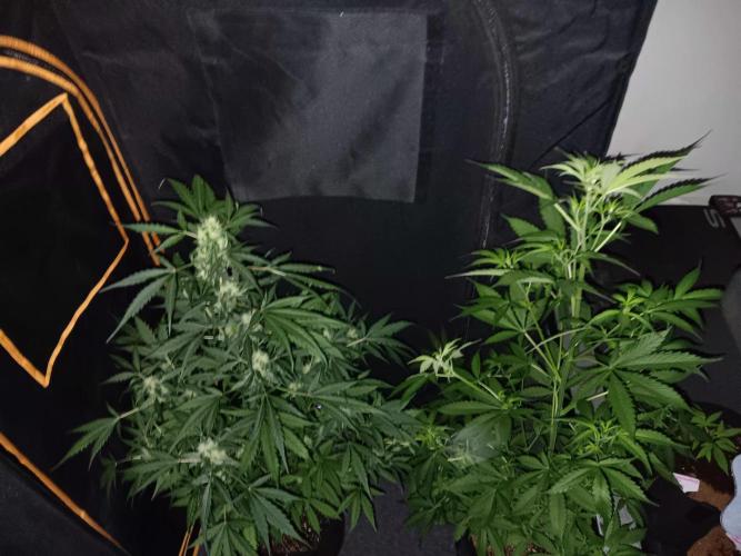 JVK Grow Royal Kush2. Week 7