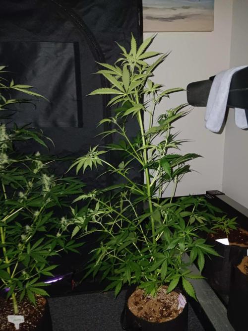 JVK Grow Royal Kush2. Week 7