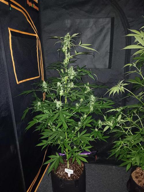 JVK Grow Royal Kush2. Week 7