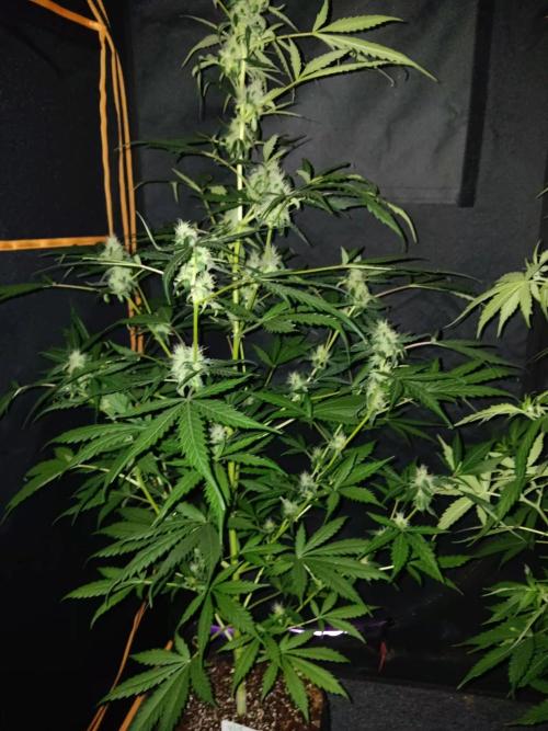 JVK Grow Royal Kush2. Week 7