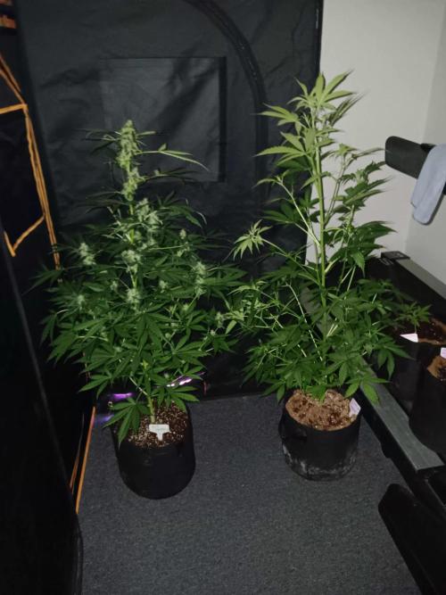 JVK Grow Royal Kush2. Week 7