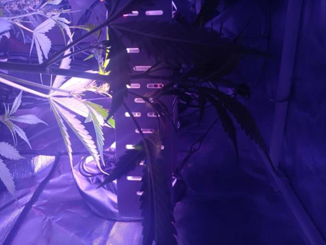 JVKdopegrow