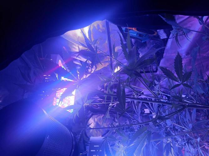 JVKdopegrow