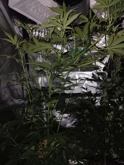 JVK Grow Royal Kush2. Week 8