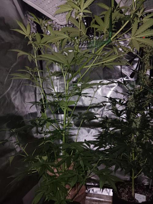 JVK Grow Royal Kush2. Week 8