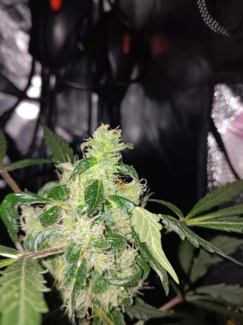 JVK Grow Royal Kush2. Week 8