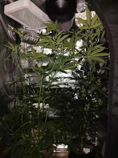 JVK Grow Royal Kush2. Week 8
