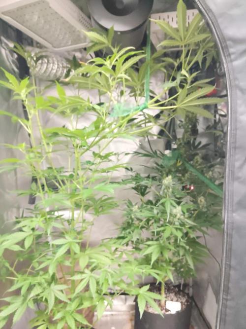 JVK Grow Royal Kush2. Week 8