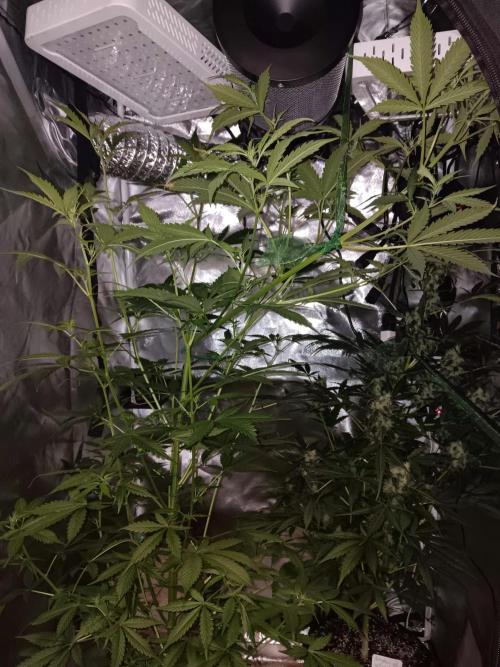 JVK Grow Royal Kush2. Week 8