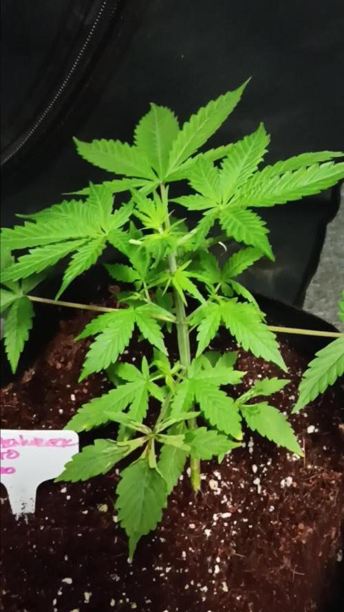 JVK Trainwreck Auto