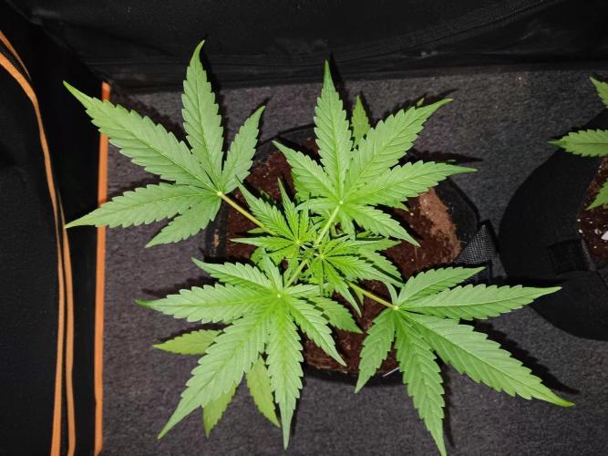 JVK Trainwreck Auto. Week 3