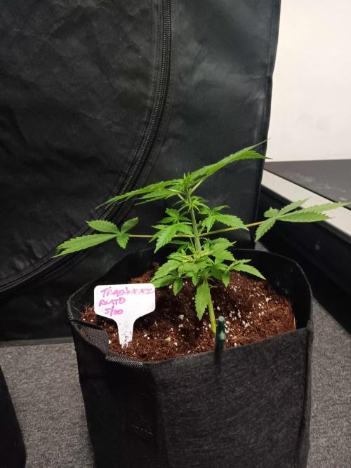 JVK Trainwreck Auto. Week 3