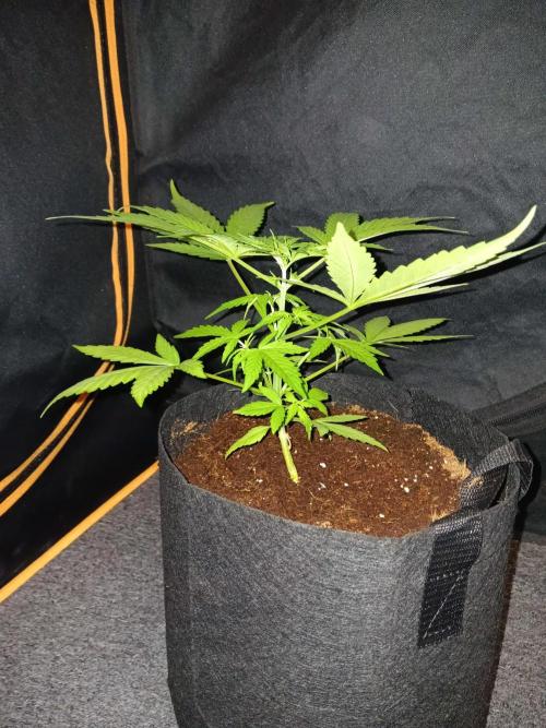 JVK Trainwreck Auto. Week 3