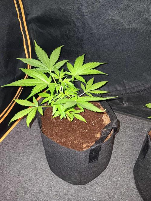 JVK Trainwreck Auto. Week 3