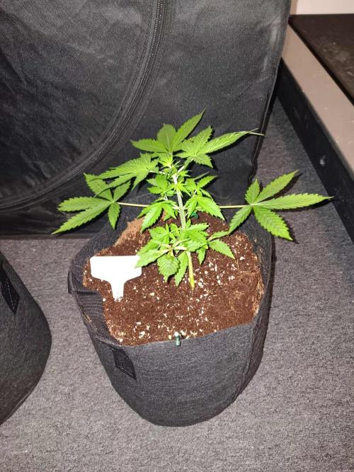 JVK Trainwreck Auto. Week 3