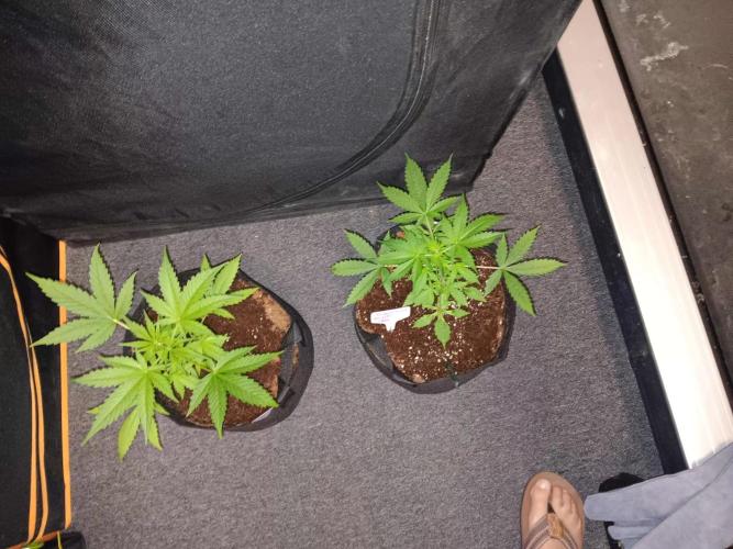 JVK Trainwreck Auto. Week 3