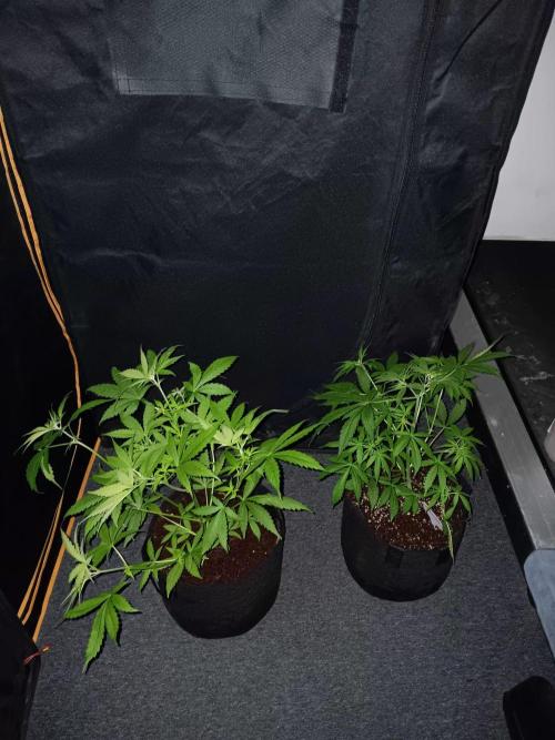 JVK Trainwreck Auto. Week 4