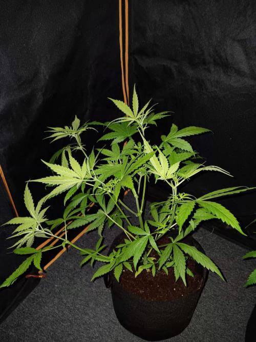 JVK Trainwreck Auto. Week 4