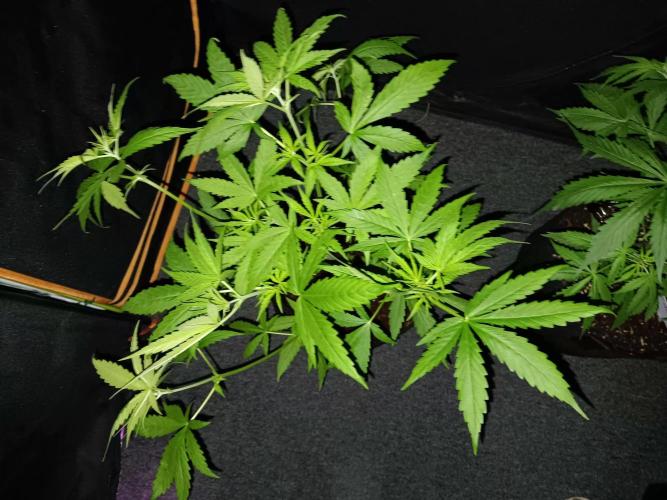 JVK Trainwreck Auto. Week 4