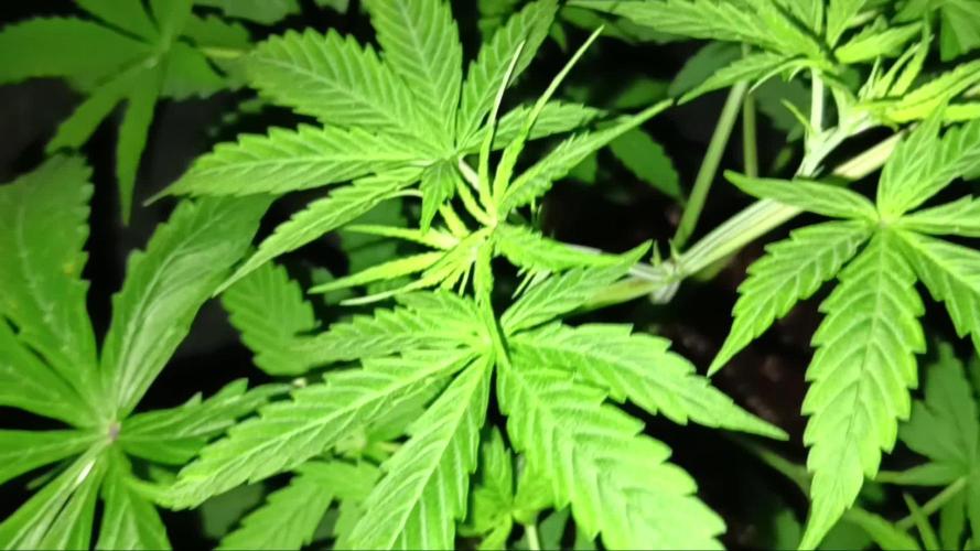 JVK Trainwreck Auto