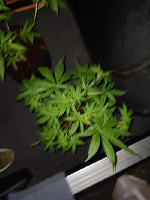 JVK Trainwreck Auto. Week 4