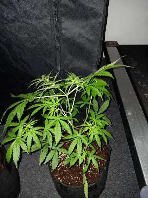 JVK Trainwreck Auto. Week 4