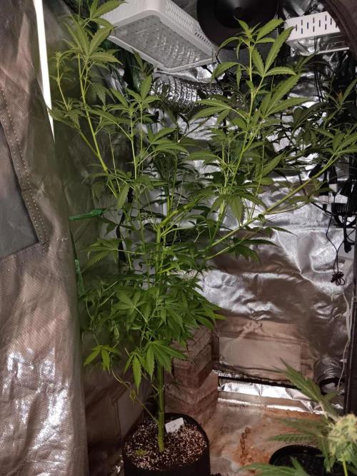 JVK Grow Royal Kush2. Week 9