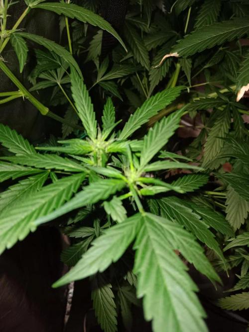 JVK Grow Royal Kush2. Week 9