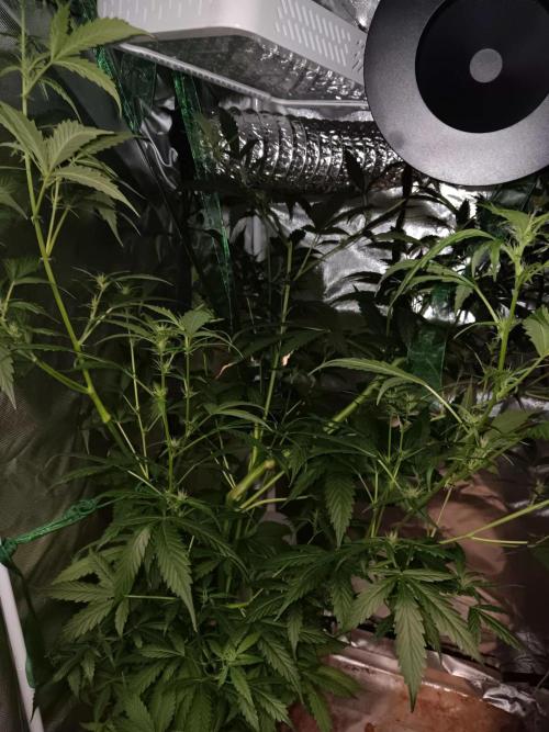 JVK Grow Royal Kush2. Week 9