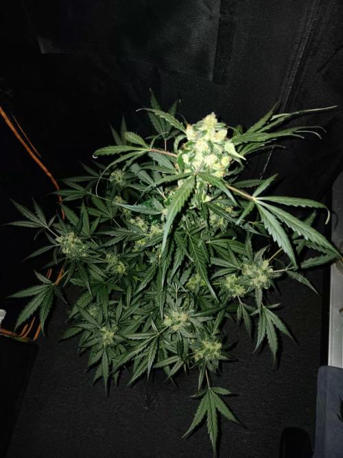 JVK Grow Royal Kush2. Week 9