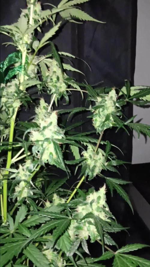 JVK Grow Royal Kush2