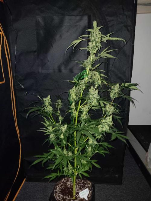 JVK Grow Royal Kush2. Week 9