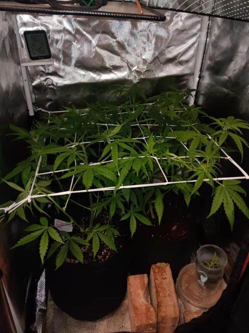 JVK Trainwreck Auto. Week 5