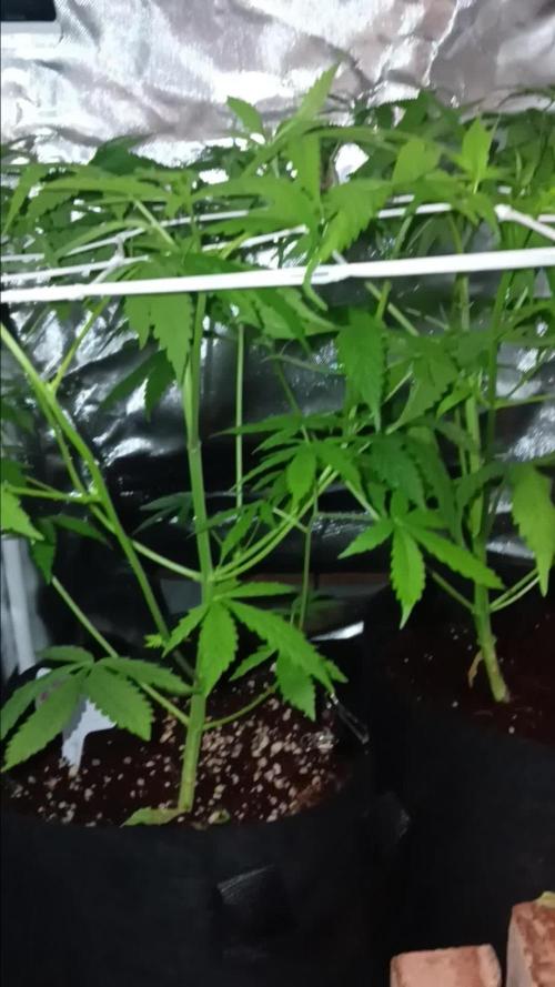 JVK Trainwreck Auto