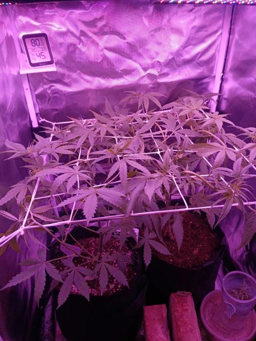 JVK Trainwreck Auto. Week 5